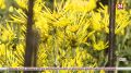 В Никитском ботаническом саду распустились 45 тысяч цветов