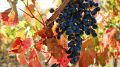 Севастопольские виноградники признали самыми дорогими в России