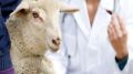 Специалисты ГБУ РК «Евпаторийский городской ВЛПЦ» продолжают проводить выездные плановые противоэпизоотические мероприятия – вакцинацию против сибирской язвы мелкого рогатого скота