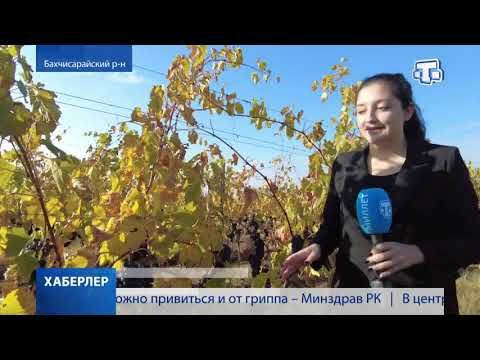 В Крыму завершается сезон сбора винограда