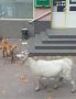 В Симферополе коза примерно ждала хозяйку на входе больницы