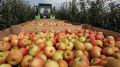 Крым вошел в пятерку регионов-лидеров по сбору фруктового урожая