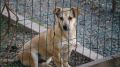 Симферопольский приют принимает собак на время лечения хозяев от коронавируса