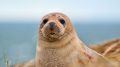 Ученые нашли неожиданную общую способность тюленей и людей