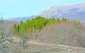 Живописный маршрут от Ангарского перевала: роща секвой на склонах Чатыр-Дага