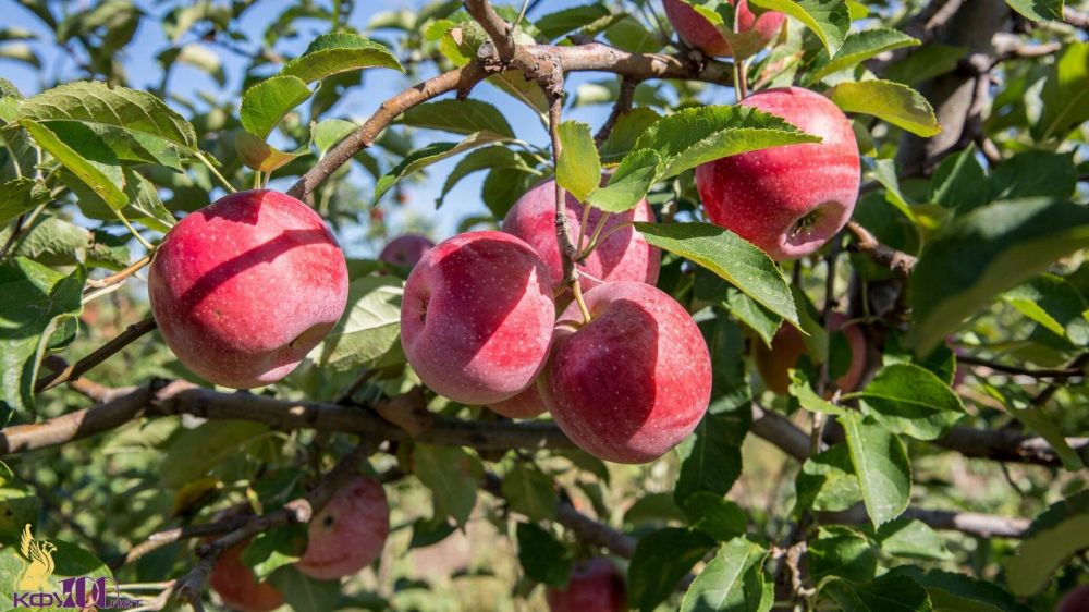 Яблоки, персики и сливы: в Крыму высадят 600 га садов