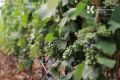 Крым получит миллионы рублей на развитие виноградарства и виноделия