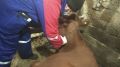 Ветеринарные специалисты проводят вакцинацию против бешенства всех восприимчивых животных на территории села Вересаево Сакского района