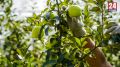 Более 100 тысяч тонн плодово-ягодной продукции собрали аграрии Крыма