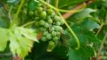 На развитие виноградарства и виноделия в Крыму потратят 600 миллионов в следующем году