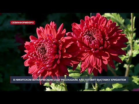 В Никитском ботаническом саду рассказали, как готовят выставку хризантем