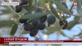 В Никитском ботаническом саду собрали тысячи килограммов урожая