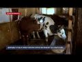 В Севастополе коров обследуют на туберкулёз дважды в год