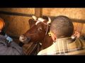 В Севастополе проводятся исследования на туберкулез крупного рогатого скота (СЮЖЕТ)