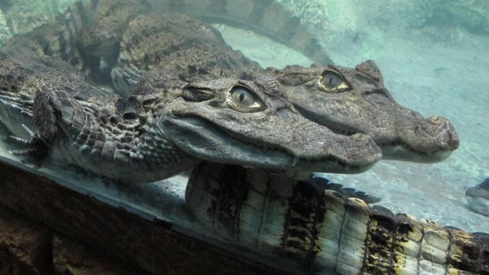 Что произошло за ночь 17 ноября: летний потоп вызвал бэби-бум у крокодилов Ялты