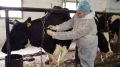 Ветеринарные специалисты ГБУ РК «Нижнегорский районный ВЛПЦ» продолжают проводить вакцинацию, ревакцинацию КРС против сибирской язвы