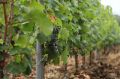 Крым получит более 1,6 млрд рублей на создание центра селекции винограда