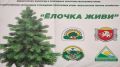 Ежегодная природоохранная акция «Ёлочка, живи!» проходит в Крыму