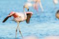 В Крым снова прилетели фламинго