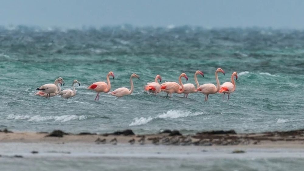 Розовые фламинго прилетели в Крым на зимовку