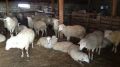 Специалистами ГБУ РК «Сакский районный ВЛПЦ» проводятся мероприятия по вакцинации мелкого рогатого скота против сибирской язвы