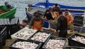 В Севастополе приняли Стратегию развития рыбопромышленного кластера