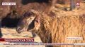 Фермеры Нижнегорского района начали разводить эдильбаевских овец