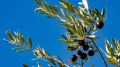 Крымские оливки: новые перспективы субтропической культуры в Крыму