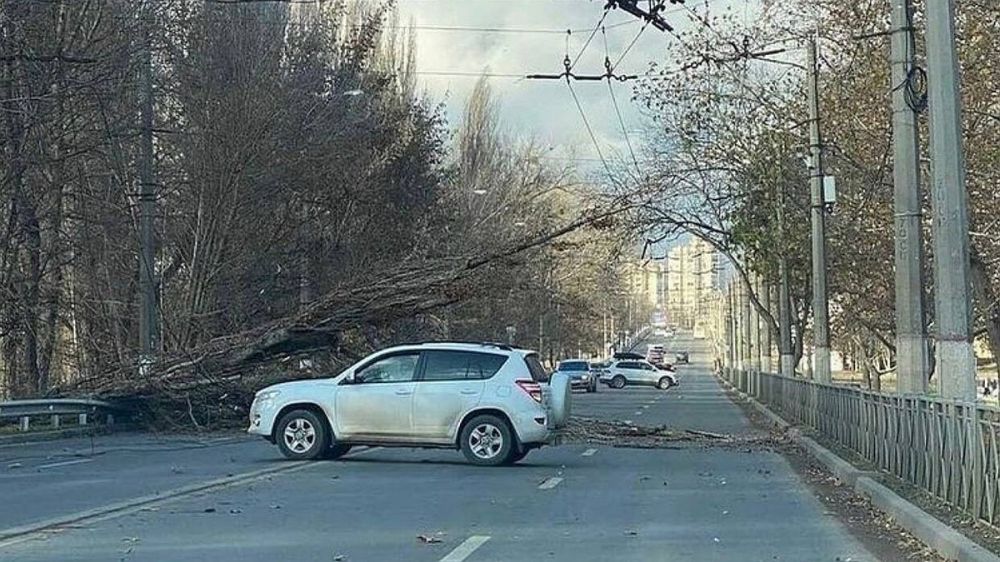 В Симферополе на улице Киевской сильный ветер повалил тополь на дорогу