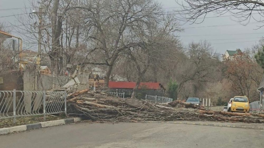 Ураганный ветер в Симферополе валит деревья и ломает заборы