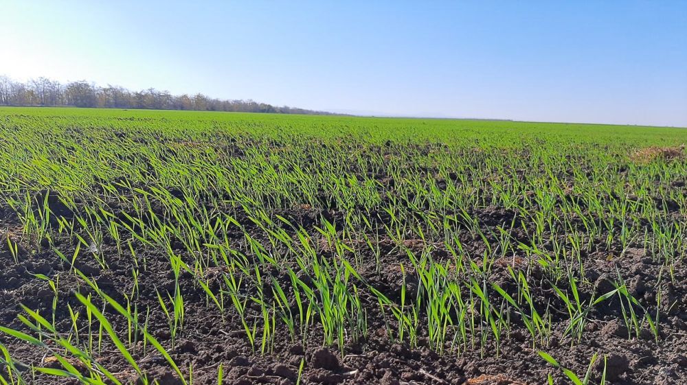 Крымские аграрии завершили сев озимых зерновых культур – Андрей Рюмшин