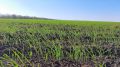 В Крыму завершился сев озимых зерновых культур
