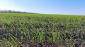 Крымские аграрии завершили сев озимых зерновых культур – Андрей Рюмшин