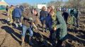 В Симферопольском районе высадили более 3 тысяч саженцев ясеня зелёного и сосны