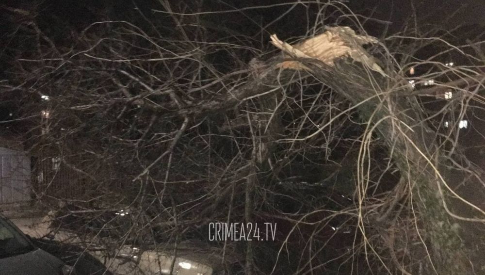 В Крыму из-за повалившихся деревьев пострадал 21 автомобиль