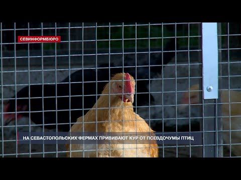 В Севастополе начали вакцинировать кур от птичьей псевдочумы