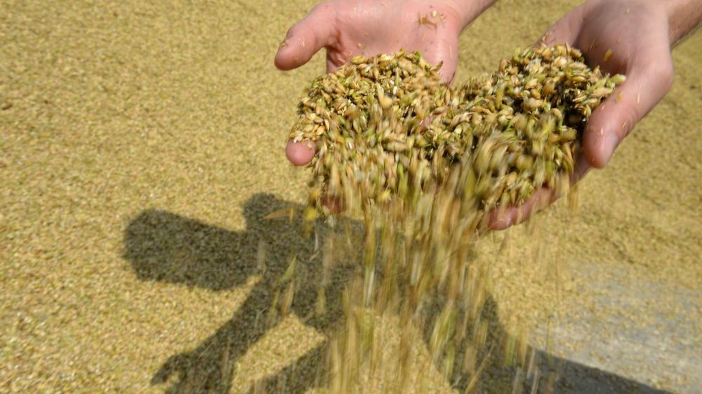 Крым может лишиться части урожая зерна из-за непогоды