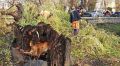 Поваленные деревья перекрыли несколько пешеходных зон на набережной Салгира в Симферополе