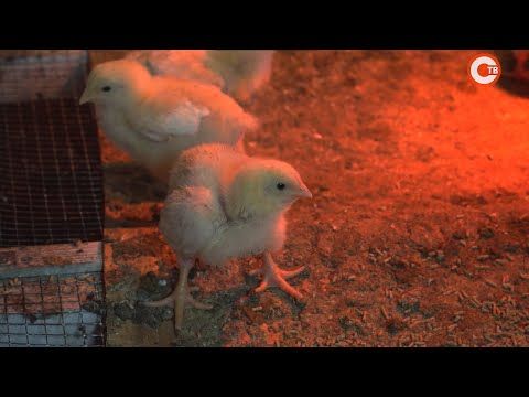Домашнюю птицу в Севастополе вакцинируют от болезни Ньюкасла (СЮЖЕТ)