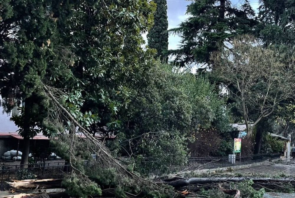 В Ялте сильный ветер повалил 77 деревьев за ночь