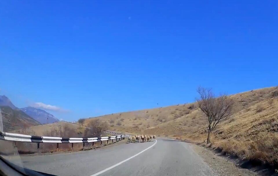 На алуштинской трассе водитель повстречал баранов, которые соблюдают ПДД
