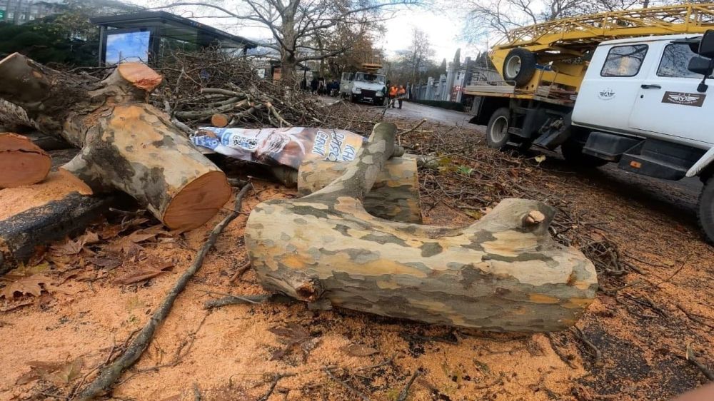 Последствия урагана в Ялте: сорваны крыши с 40 зданий, повалено 195 деревьев
