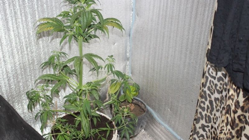 В Грушевке полицейские задержали подозреваемого в хранении наркосодержащих растений