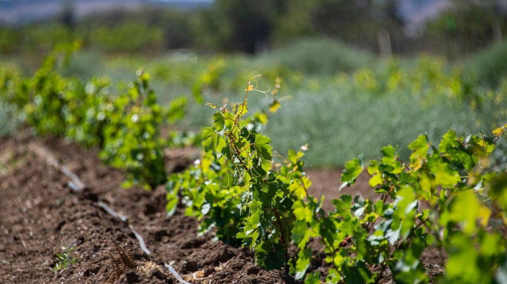 В Крыму ожидают рекордный за семь лет урожай винограда - минсельхоз