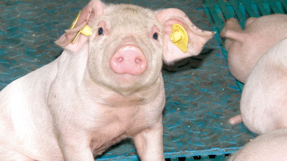 Специалисты ГБУ РК «Нижнегорский районный ВЛПЦ» проводят профилактическую вакцинацию против классической чумы свиней