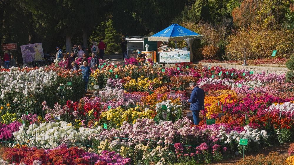 На Балу хризантем в Крыму срывают уникальные сорта цветов