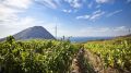 В Крыму заложат 850 гектаров новых виноградников
