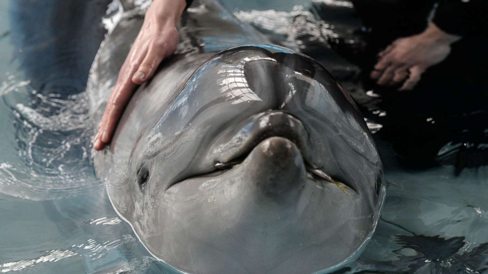 Крымские контрабандисты вывезли на Украину краснокнижного дельфина