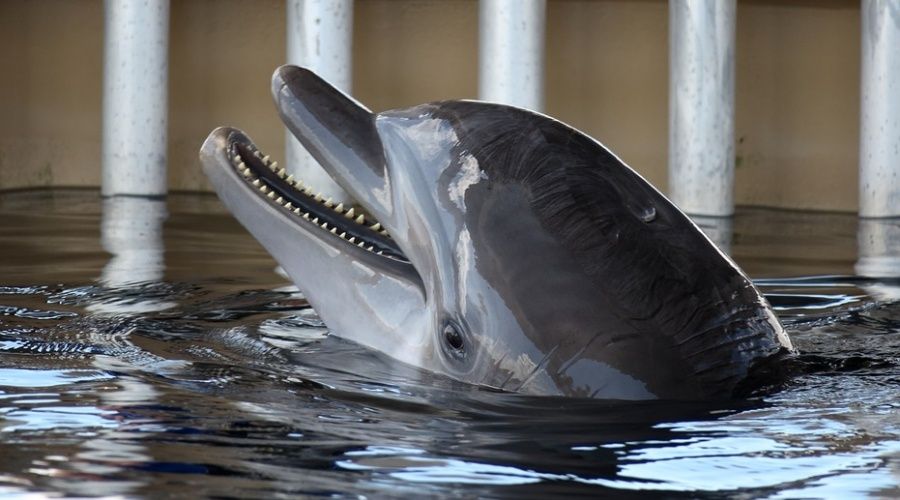 Контрабандисты попались на вывозе дельфина на украинскую территорию