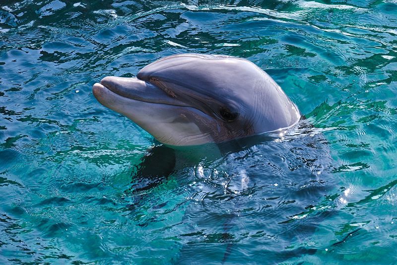 Крымская компания контрабандным путем вывезла на Украину дельфина